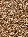 Perennial Ryegrass Seeds 1 lb, Premium Quality, Fast Germination, Lolium perenne, Dense Turf for Lawns & Sports Fields