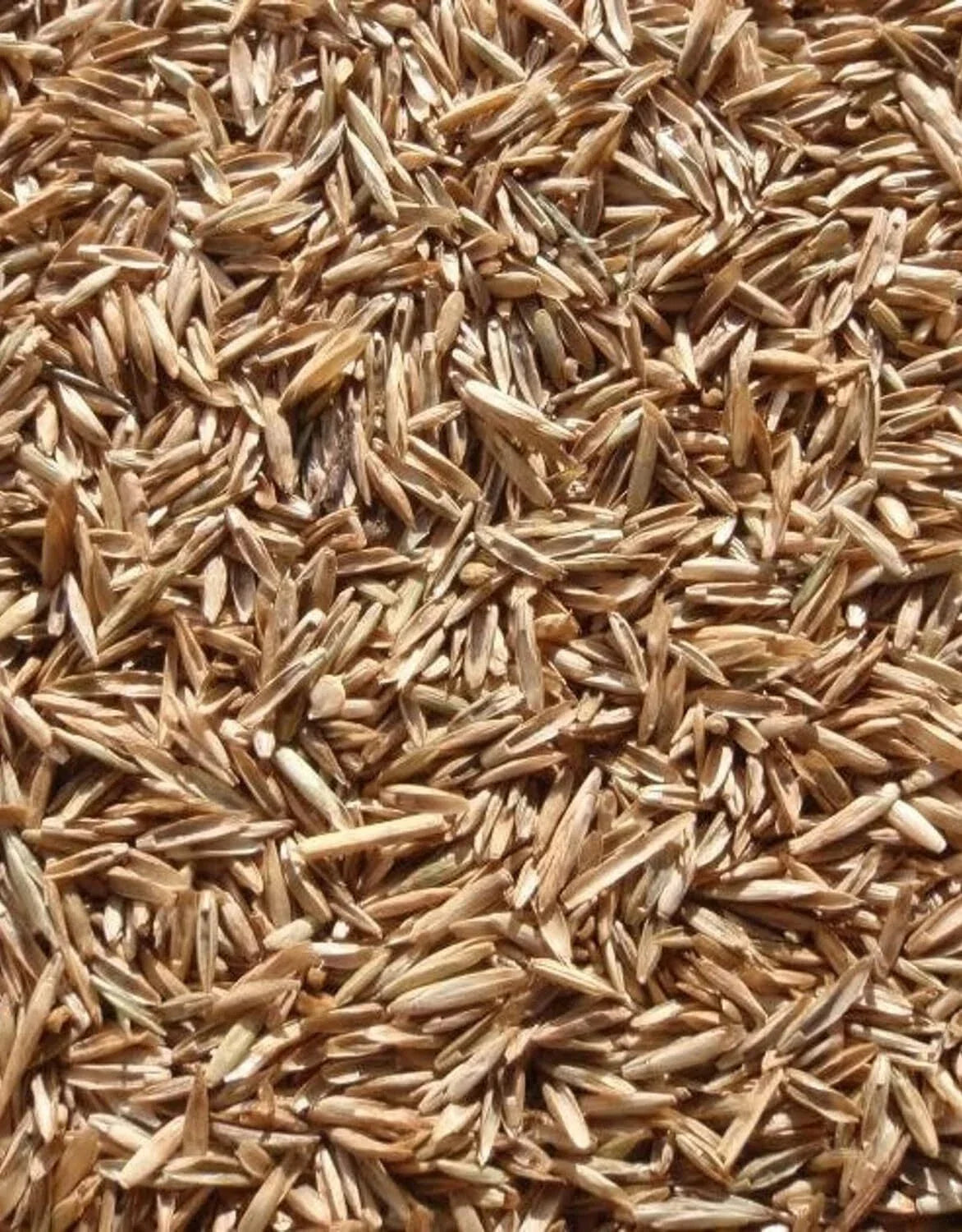 Perennial Ryegrass Seeds 1 lb, Premium Quality, Fast Germination, Lolium perenne, Dense Turf for Lawns & Sports Fields