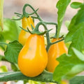Yellow Pear Tomato Seeds – 25 Premium Heirloom Solanum lycopersicum, Sweet Pear-Shaped Yellow Tomatoes for Salad & Cooking