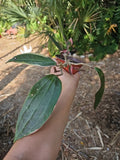 Hoya Macrophylla Variegated Indoor Plant in 5" Pot, Tropical Houseplant, Easy Care Foliage, Climbing or Trailing, Unique Green and Cream Leaves