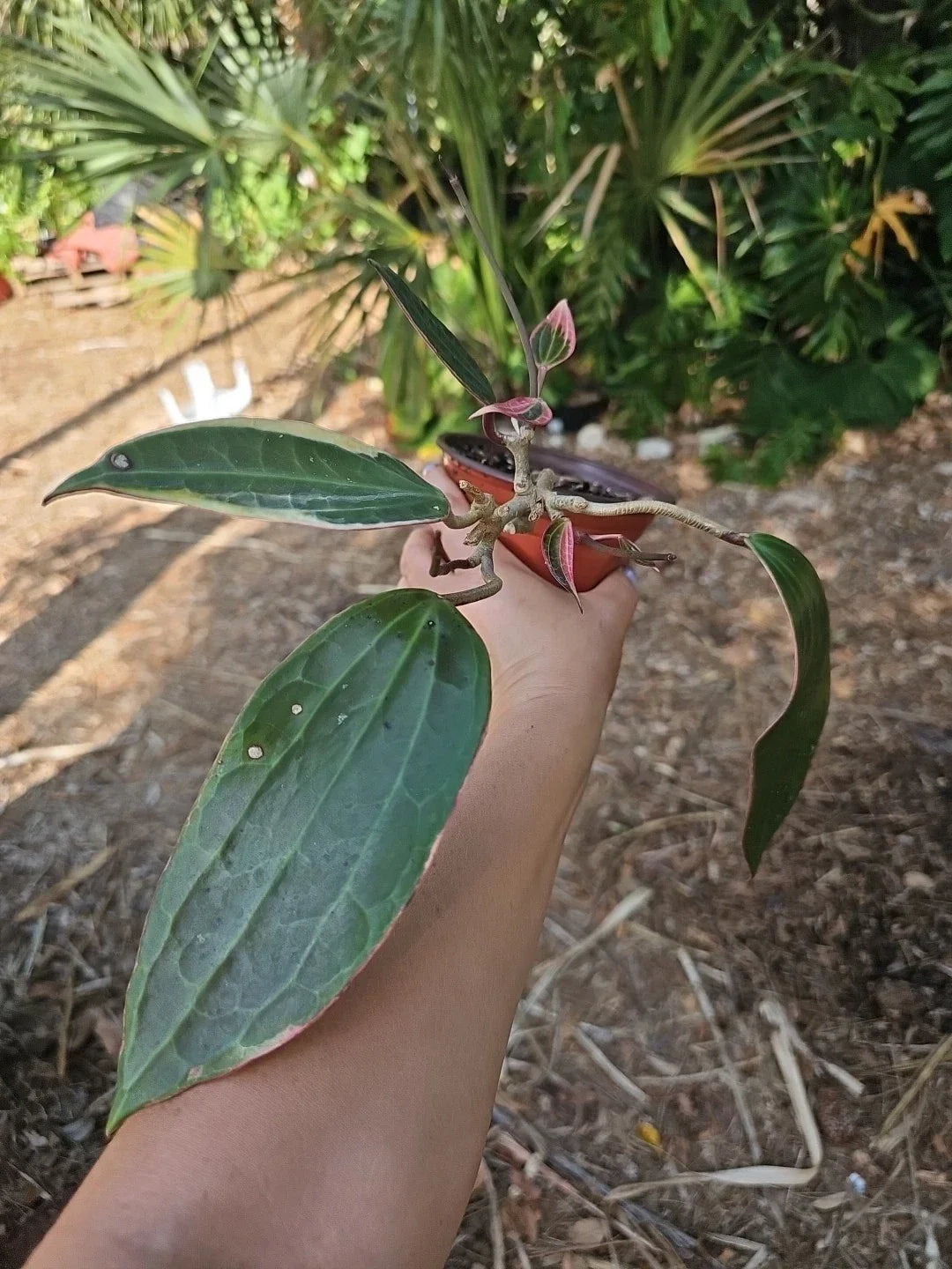 Hoya Macrophylla Variegated Indoor Plant in 5" Pot, Tropical Houseplant, Easy Care Foliage, Climbing or Trailing, Unique Green and Cream Leaves