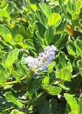 Organic Live California Lilac Cuttings - 10 Blue Blossom Ceanothus Horizontalis for Garden, Hedges & Ground Cover