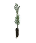 Eastern Red Cedar Seedlings 12-18” Bare Root Organic Trees (Juniperus virginiana)