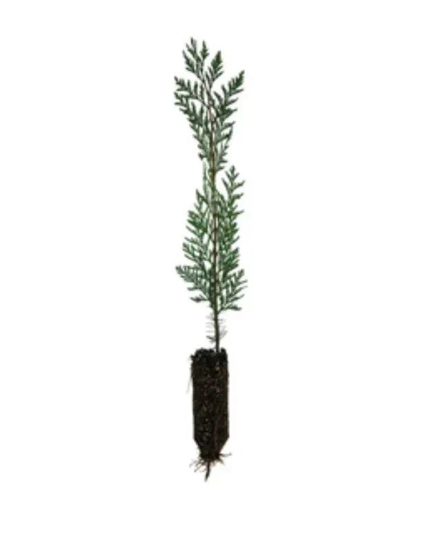 Eastern Red Cedar Seedlings 12-18” Bare Root Organic Trees (Juniperus virginiana)