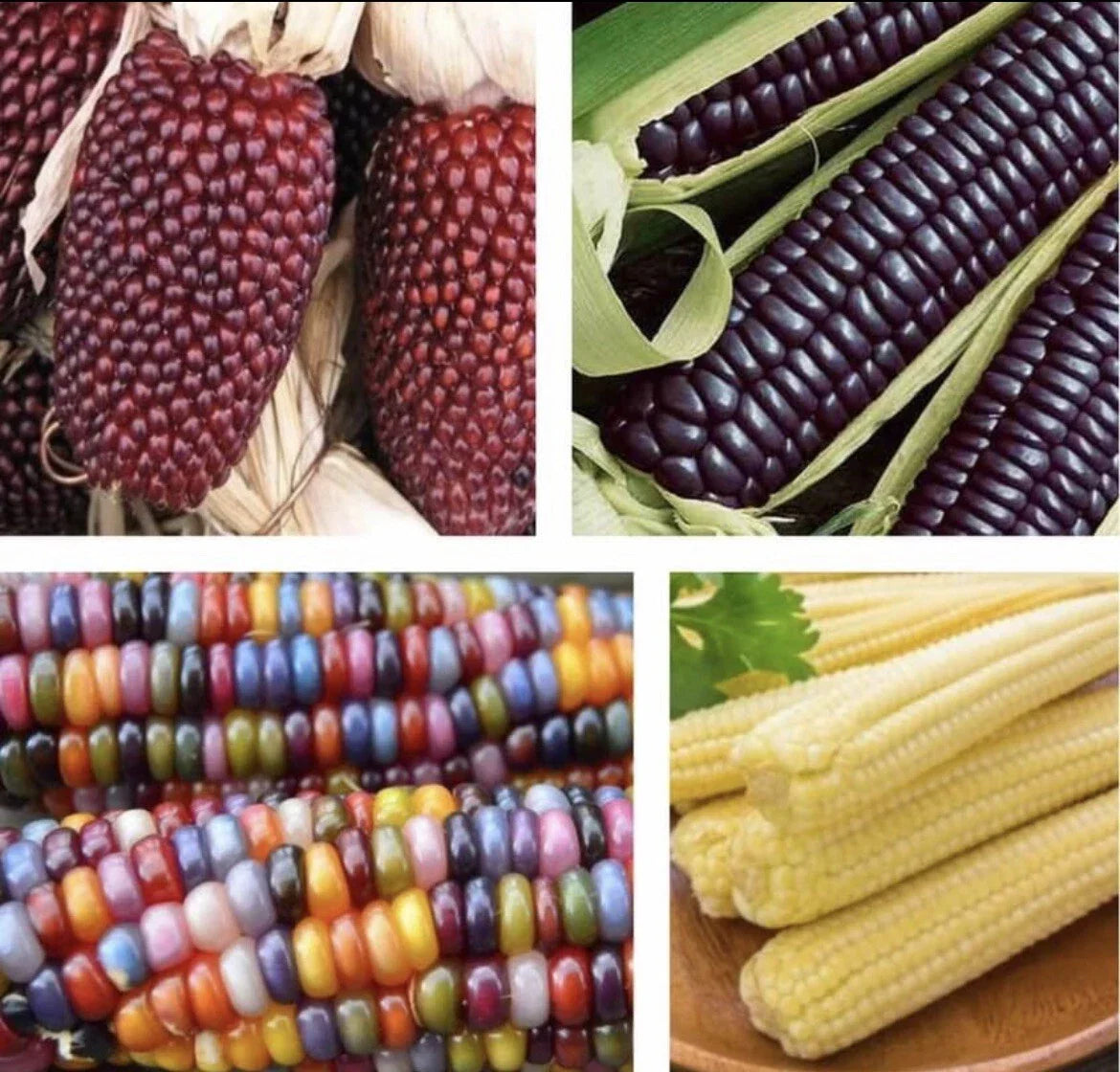 Blue Corn Seeds - 4 Packets, Glass Gem, Japanese Baby, Strawberry Corn, Zea mays, Vibrant Color Varieties for Garden & Cooking
