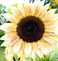 Peach Passion Sunflower Seeds - 25 Perennial Flower Seeds - Helianthus annuus - Bright Garden Blooms