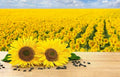 Black Oil Sunflower Seeds - 200 Count, Bird Attracting, Oil Producing, Helianthus annuus, Full Sun, Drought Resistant