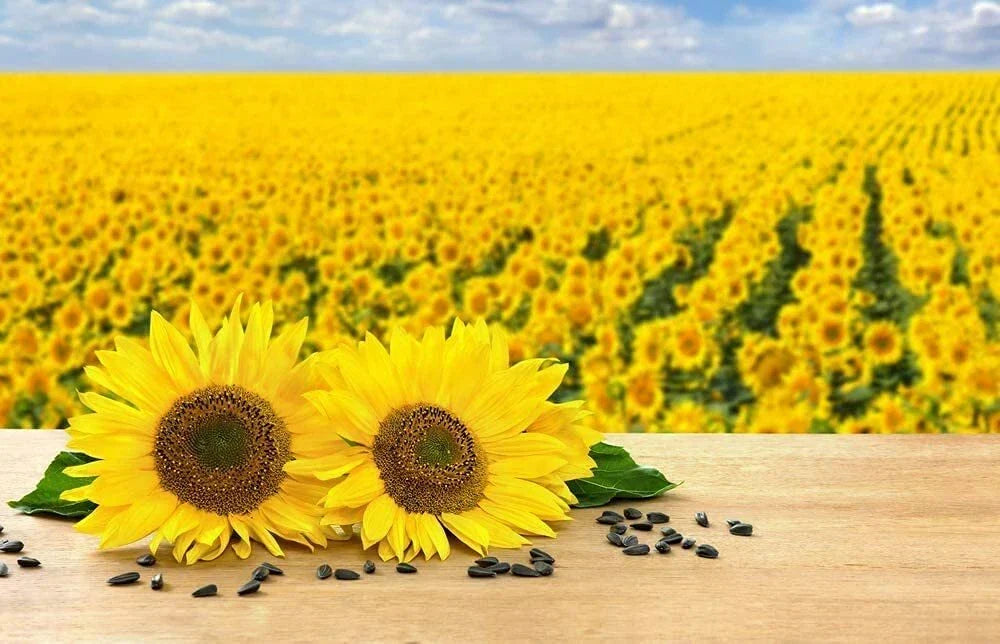 Black Oil Sunflower Seeds - 200 Count, Bird Attracting, Oil Producing, Helianthus annuus, Full Sun, Drought Resistant