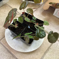 Beefsteak Begonia Starter Plant - Begonia Erythrophylla Indoor Houseplant, Easy Care, Well Rooted, Pet Safe