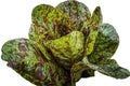 Freckles Romaine Lettuce Seeds – Organic Non-GMO Heirloom Lactuca sativa – 1000+ Seeds for Salad, Garden, Balcony Growing