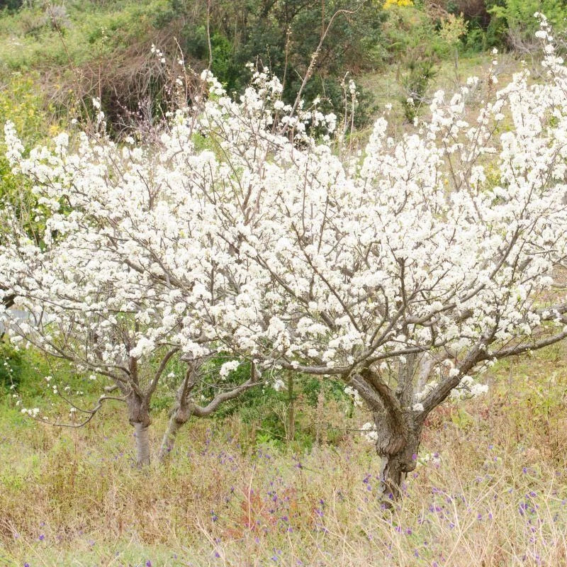 Wild Plum Cuttings Set of 12 Unrooted 6-8 Inches Prunus americana Garden Propagation