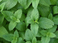 Lemon Balm Seeds 500 Non-GMO Melissa officinalis Herb for Tea & Culinary Gardens, Indoor & Outdoor Planting
