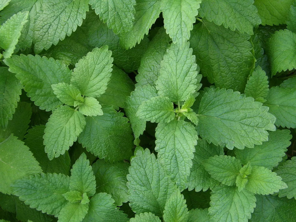Lemon Balm Seeds 500 Non-GMO Melissa officinalis Herb for Tea & Culinary Gardens, Indoor & Outdoor Planting