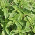 Basil Seeds 100 Count | Sweet Large Leaf | Ocimum basilicum | Annual Herb for Garden, Culinary, Green Foliage