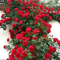 Climbing Red Rose Seeds - Perennial Flowering Shrub - Rosa 'Climbing Red' - Garden Flower Seeds for Trellises & Fences