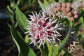 Showy Milkweed Seeds - Asclepias speciosa - Butterfly and Pollinator Wildflower Seeds for Gardens