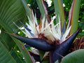 Giant White Bird of Paradise Plant - Strelitzia Nicholai - Rooted 10-12 Inch Indoor/Outdoor Plant