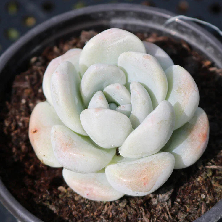Live Echeveria Ice Green Succulent Plant in 2'' Pot, Fully Rooted, Indoor/Outdoor Rosette, Rare Succulent, Low Maintenance, Echeveria elegans