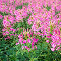 Jazzberry Spider Seeds - 100 Pack Clome Spinosa Perennial Butterfly Attracting Garden Seeds