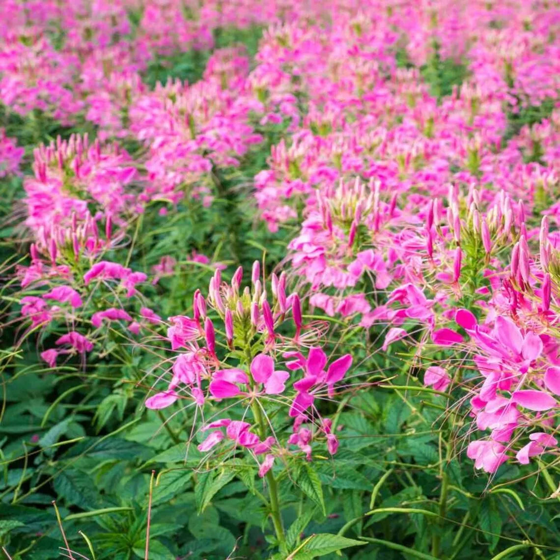 Jazzberry Spider Seeds - 100 Pack Clome Spinosa Perennial Butterfly Attracting Garden Seeds
