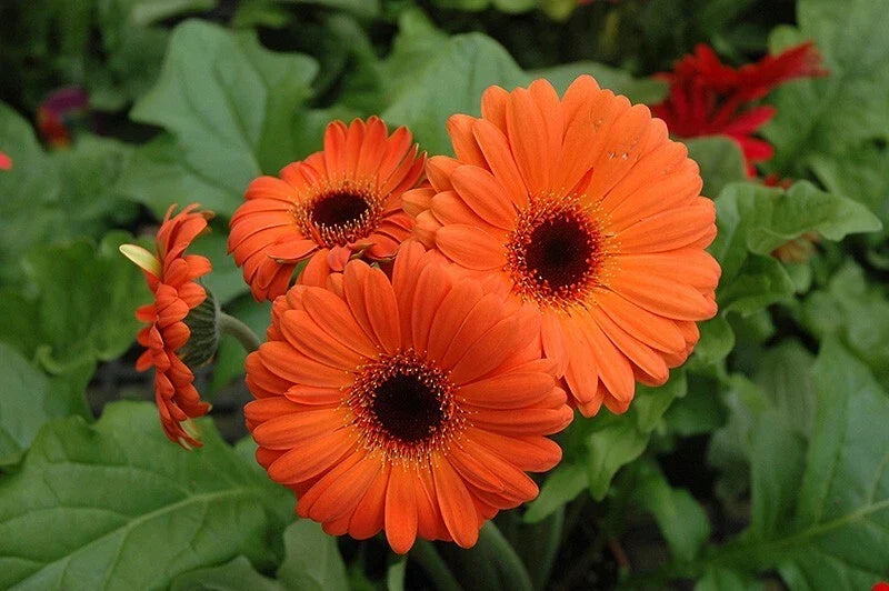 Orange Gerbera Daisy Seeds - 200+ Seeds for Garden Planting - Gerbera jamesonii - Bright Orange Blooms