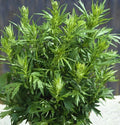 Mugwort Seeds 500+ Artemisia vulgaris Perennial Herb for Culinary & Medicinal Use, USA Grown