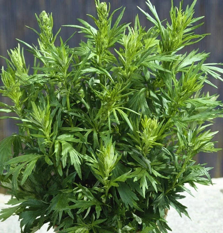 Mugwort Seeds 500+ Artemisia vulgaris Perennial Herb for Culinary & Medicinal Use, USA Grown