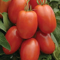 Roma Tomato Seeds - Heirloom Non-GMO Variety for Home Gardening - Solanum lycopersicum, Determinate, 25 Seeds