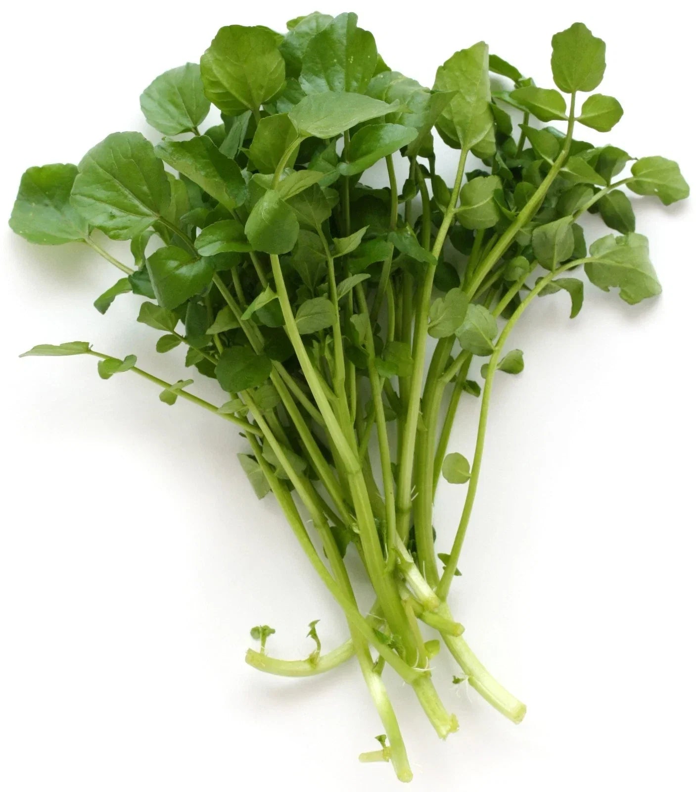 Upland Cress Seeds - 100 Pack, Lepidium sativum, Peppery Flavor, Fast-Germinating, Edible Leafy Green for Salads & Garnishes
