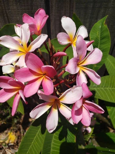 Plumeria Cutting 8-12 Inches Fresh Frangipani Plant Propagation Tropical Garden
