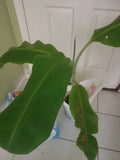 Plantain Plant Starter - Musa paradisiaca - Tropical Fruit Tree for Gardens