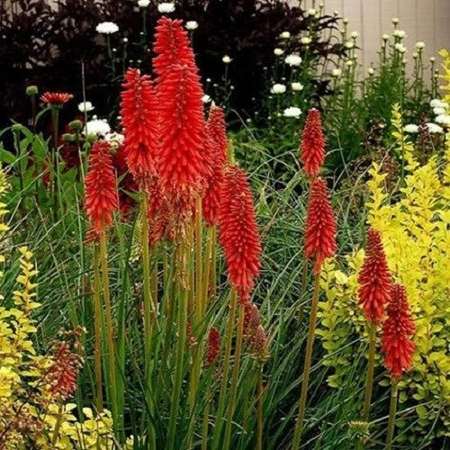 Hot Poker Seeds 25 Pack - Bright Red Torch Lily Flowers - Kniphofia uvaria Perennial Seeds for Garden, Borders, Pollinator Attracting