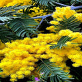 Golden Mimosa Tree Seeds - Acacia baileyana - Yellow Wattle Flower - Fast Growing, Drought Tolerant, 20 Seeds
