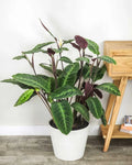 Jungle Velvet Calathea Seeds - 25+ Premium Calathea warscewiczii Foliage Seeds for Indoor & Outdoor Gardening
