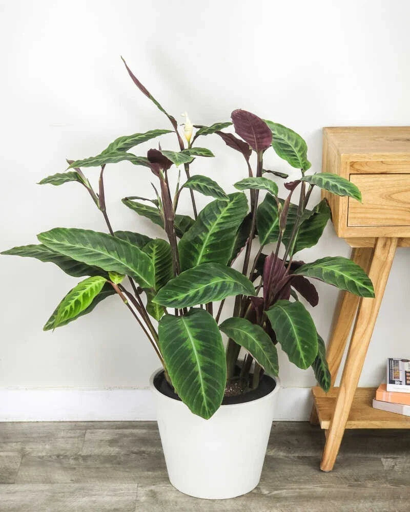 Jungle Velvet Calathea Seeds - 25+ Premium Calathea warscewiczii Foliage Seeds for Indoor & Outdoor Gardening