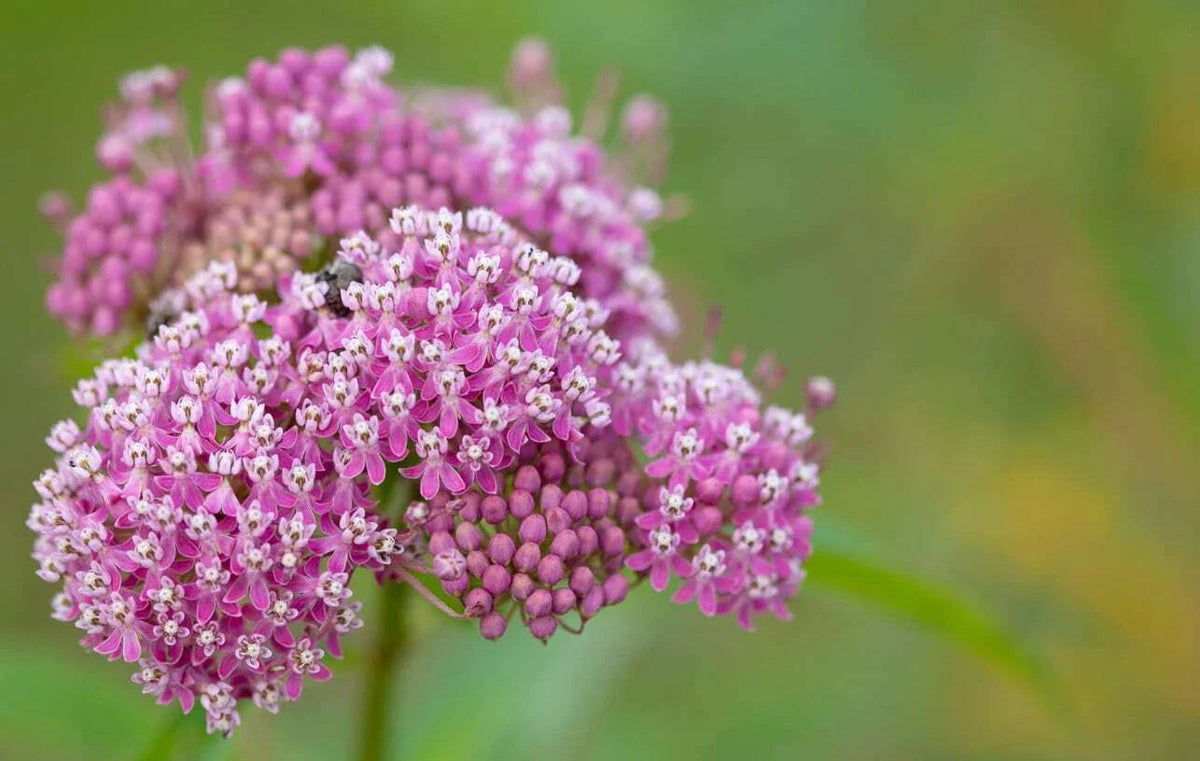 Swamp Milkweed Seeds - Asclepias Incarnata - Native Pollinator Friendly Plant