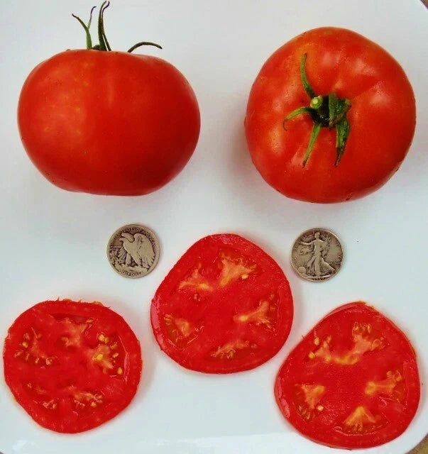 Delicious World Record Holder Tomato Seeds – 40 Fresh Solanum lycopersicum Premium Gardening Seeds