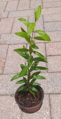 Pomegranate Live Tree in Pot – Large Pink Fruits, 15" Trunk, Punica granatum, Container Garden Plant