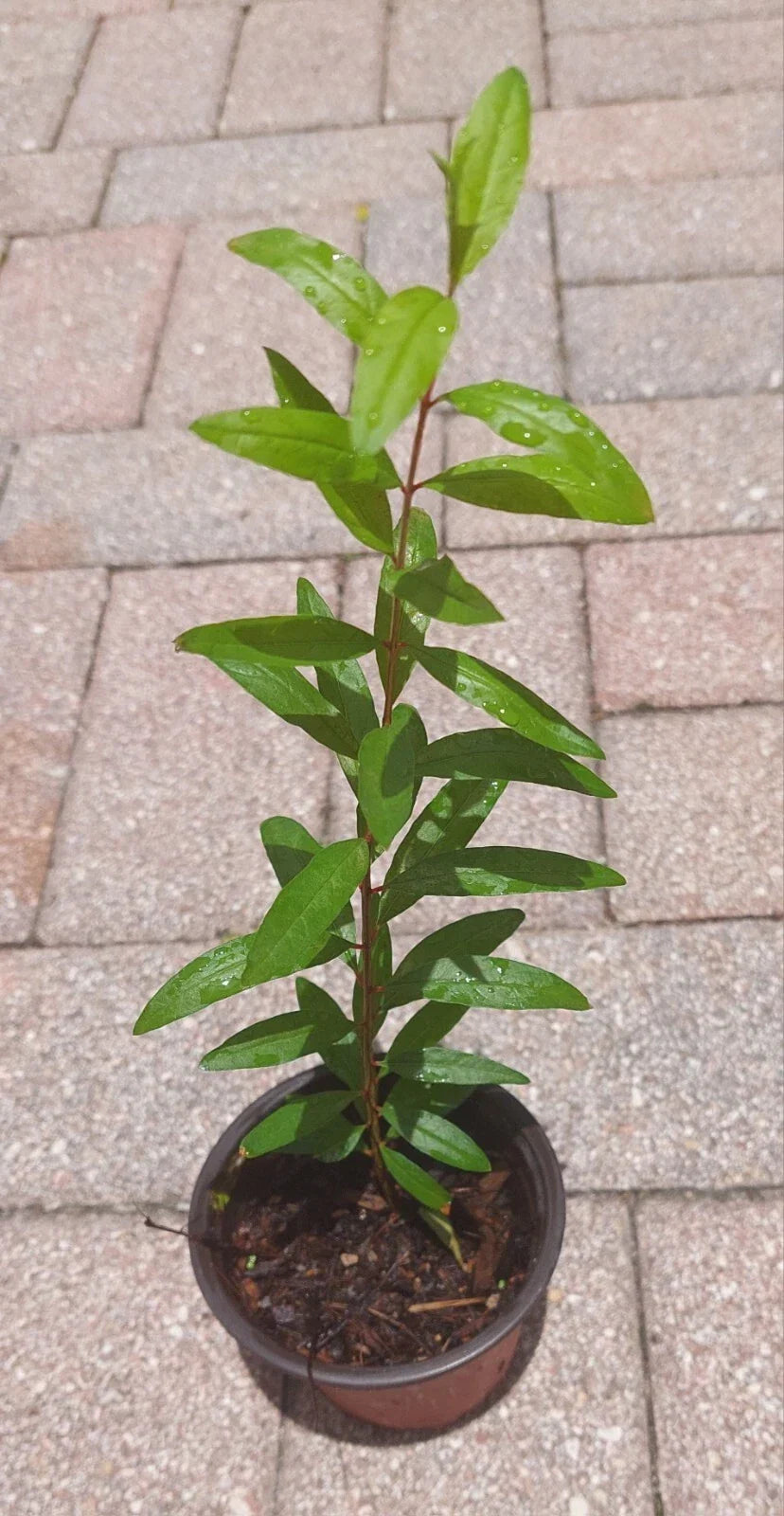 Pomegranate Live Tree in Pot – Large Pink Fruits, 15" Trunk, Punica granatum, Container Garden Plant