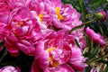 Pink Peony Rooted Plant - Rare & Vibrant Paeonia lactiflora, Strong 3+ Years, Herbaceous Perennial for Garden & Cut Flowers