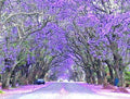 Purple Jacaranda Seeds - 40 Count, Fast Growing Flowering Tree, Jacaranda mimosifolia, Garden Planting Seeds