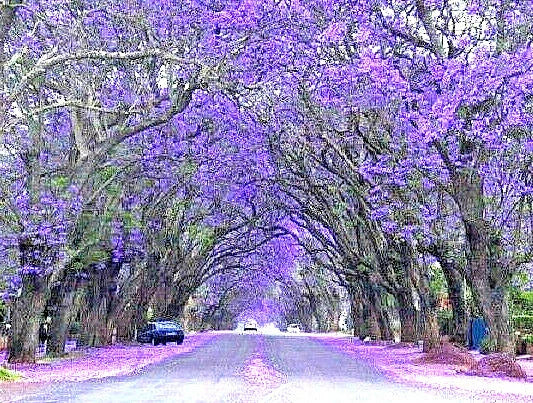 Purple Jacaranda Seeds - 40 Count, Fast Growing Flowering Tree, Jacaranda mimosifolia, Garden Planting Seeds