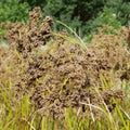 Wool Grass Seeds | Native Wetland Perennial Grass for Gardens & Landscapes | Scirpus cyperinus