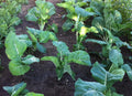 Kale Seeds 100 Packets - Early Variety, Tender, Overwintering Brassica oleracea, Leafy Green, Non-GMO, Easy to Grow