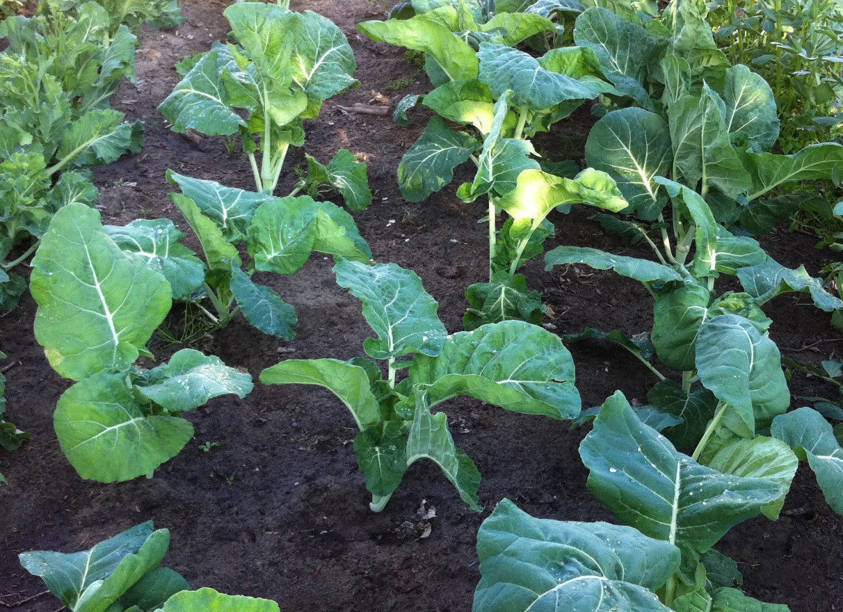 Kale Seeds 100 Packets - Early Variety, Tender, Overwintering Brassica oleracea, Leafy Green, Non-GMO, Easy to Grow