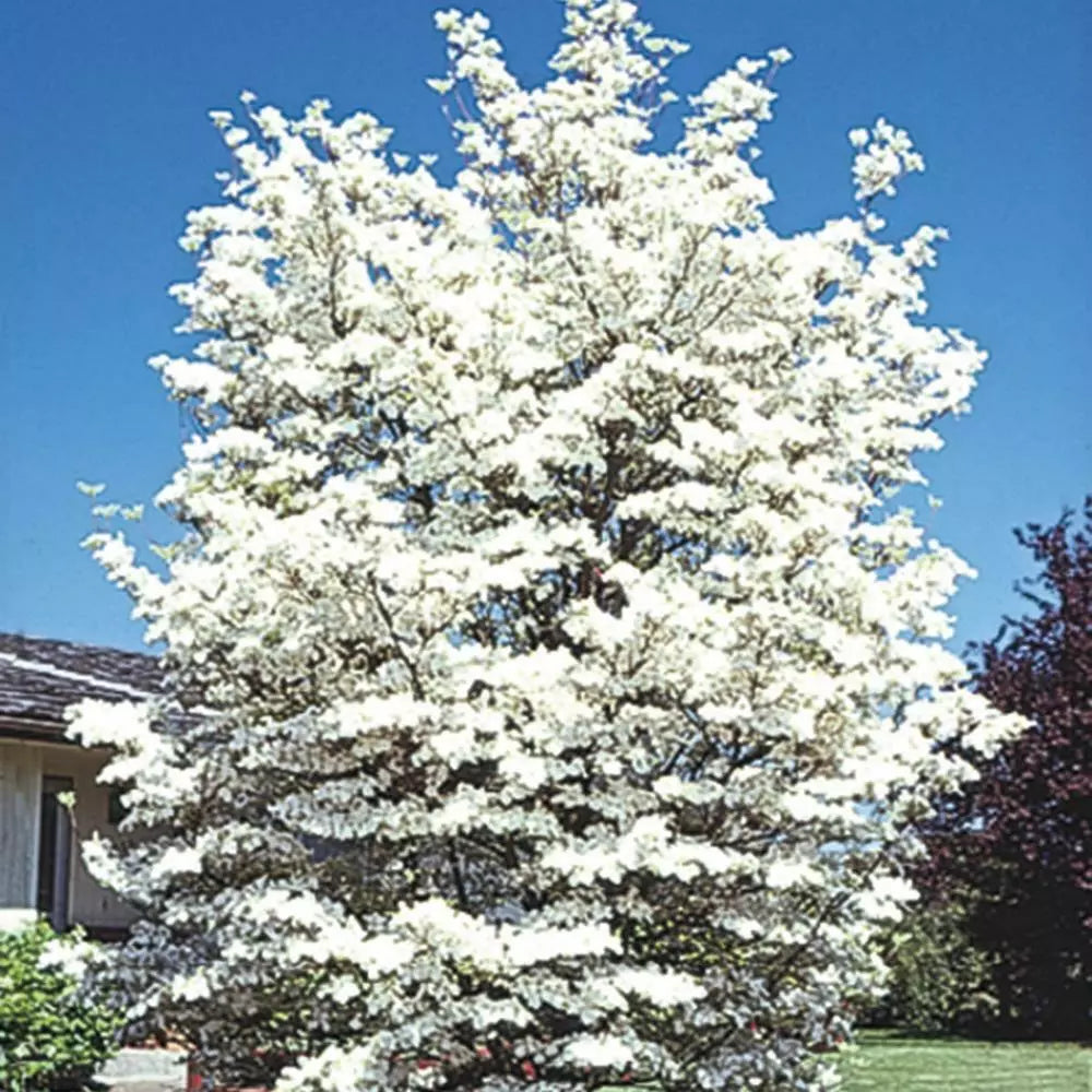 Flowering Dogwood Tree Live Plant | Bare Root 12-18" | Cornus florida | Deciduous Flowering Tree