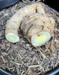 Black Turmeric Planting Roots - Organic Rhizomes for Garden, Curcuma caesia, Perennial Herb, Indoor & Outdoor Cultivation