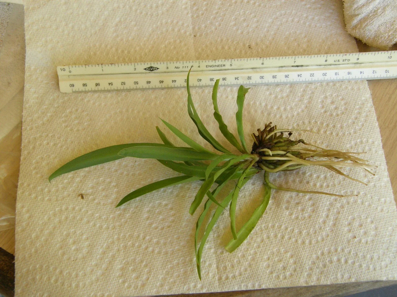 Spider Plant Bare Root Pup - Chlorophytum Comosum Green Houseplant - Easy Care Indoor Air-Purifying Plant