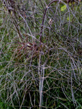 Bronze Fennel Seeds 100 Pack - Dark-Purple Foliage, Yellow Flowers, Licorice Flavor, Foeniculum vulgare 'Purpureum'