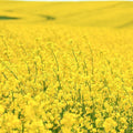 Dwarf Essex Forage Rape Seed - Brassica napus for Food Plots & Cover Crops - High-Yielding, Nutrient-Rich, Easy to Grow